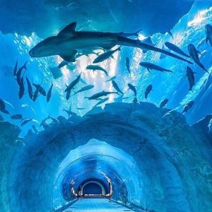 Al Khaima Tours | Dubai Mall - Under Water Zoo and Aquarium